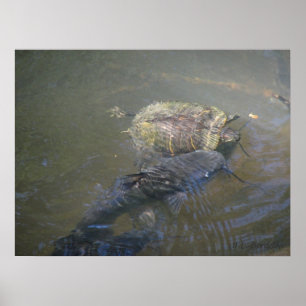 River Catfish and Turtle Poster