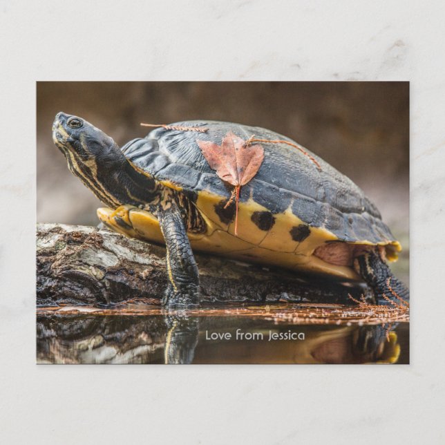 River Cooter Turtle Postcard (Front)