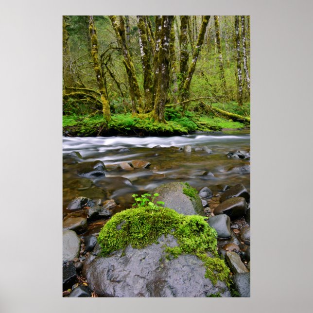 River in green forest, Oregon Poster (Front)