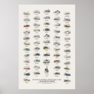 River & Jungle Tropical Fish-Naturalist's Library Poster