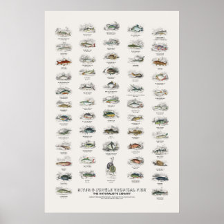 River & Jungle Tropical Fish-Naturalist's Library Poster