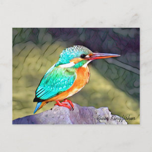 River Kingfisher Postcard