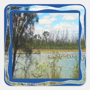 River Murray Australia Large Pelicans Flock, Square Sticker