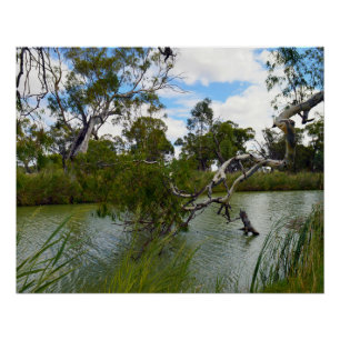River Murray Australia, Tree Branches, Poster
