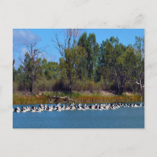 "River Murray's Fishermen: A Pelican Gathering" Postcard
