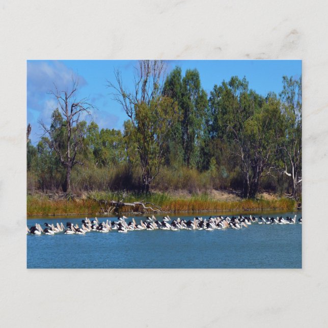 "River Murray's Fishermen: A Pelican Gathering" Postcard (Front)