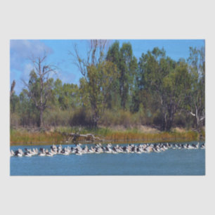 "River Murray's Fishermen: A Pelican Gathering" Tissue Paper
