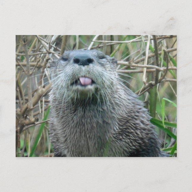 River Otter Postcard (Front)