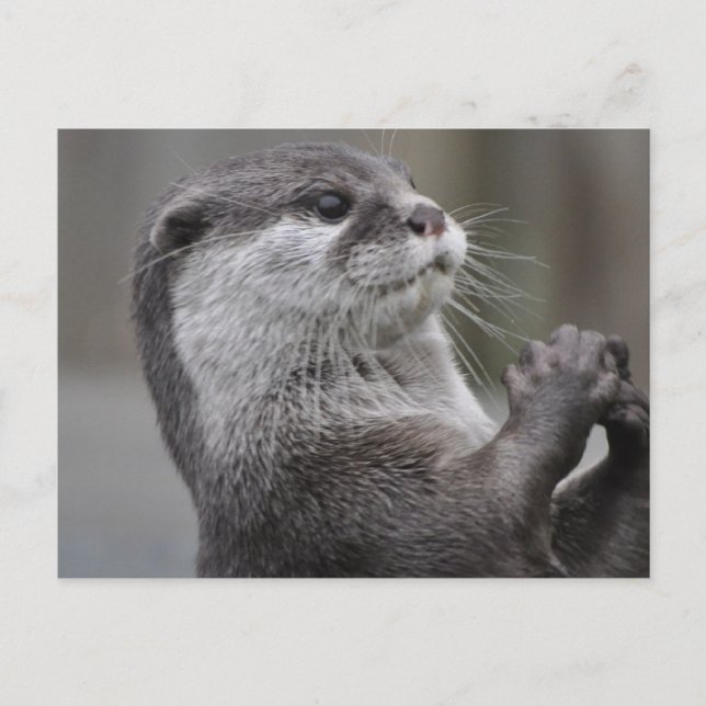 River Otter Postcard (Front)