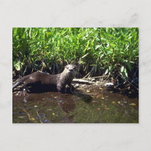 River Otter-summer Postcard