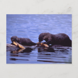 River Otters Wildlife Series # 15 Postcard