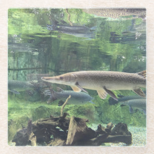 River Pike Fish Clear Water Photo Glass Coaster