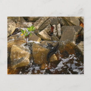 River Rocks Cement Blocks and Mangrove Seedling Postcard