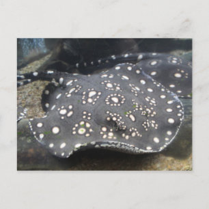 River Stingray # 15 Postcard