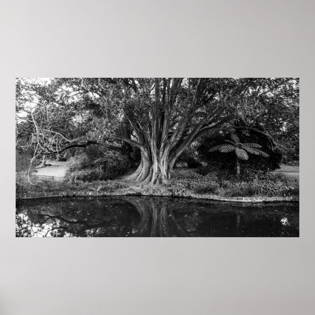 river trees poster (Front)