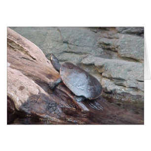 River Turtle