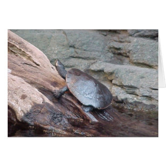 River Turtle
