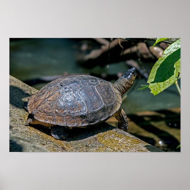 River Turtle at Tortuguero - Costa Rica Poster (Front)