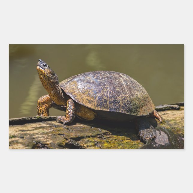 River Turtle at Tortuguero - Costa Rica Rectangular Sticker (Front)