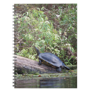 River turtle notebook