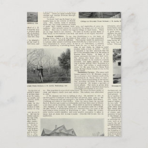 Riverdale Prune Orchard, California Postcard