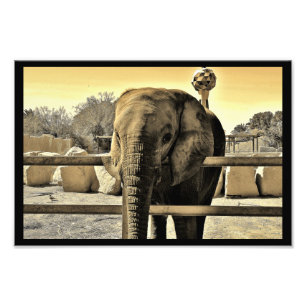 Riyadh Zoo Elephant Photo Print