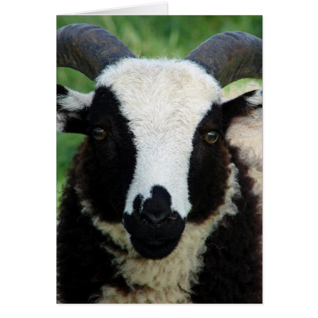 RJ the Jacob Ram Lamb (Front)