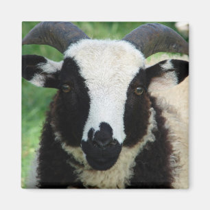 RJ the Jacob Ram Lamb Magnet