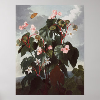 RJ Thornton - Oblique-leaved Begonia Poster