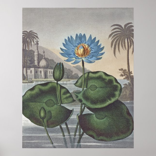 RJ Thornton - The Blue Egyptian Water-Lily Poster (Front)