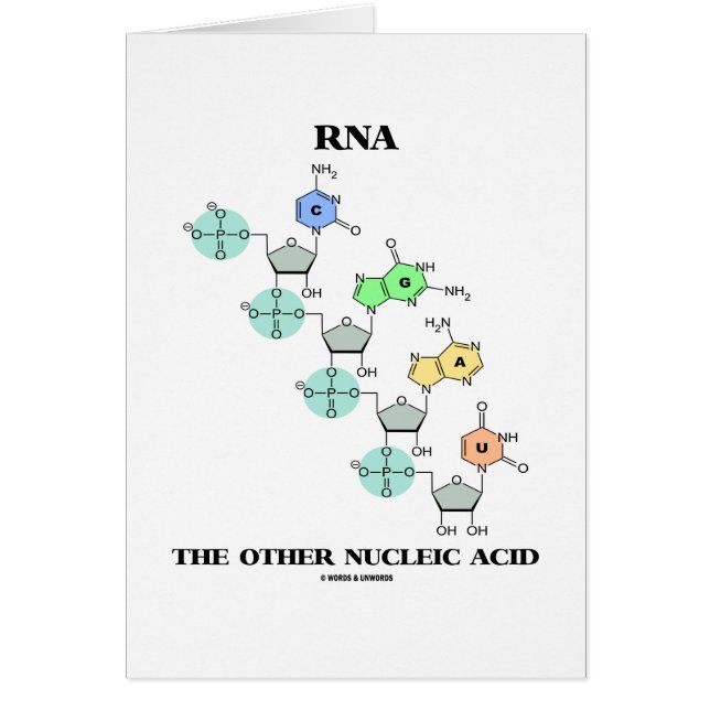 RNA The Other Nucleic Acid (Chemical Structure) (Front)