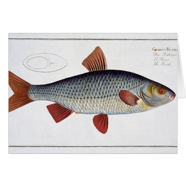 Roach (Cyprinus Rutilis) plate II from 'Ichthyolog (Front Horizontal)