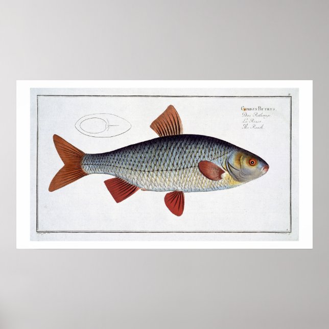 Roach (Cyprinus Rutilis) plate II from 'Ichthyolog Poster (Front)