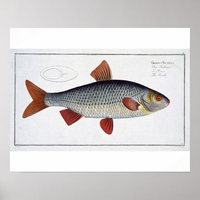 Roach (Cyprinus Rutilis) plate II from 'Ichthyolog Poster (Front)