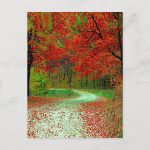 ROAD FOREST TREES BOTANICAL NATURE LANDSCAPE POSTCARD