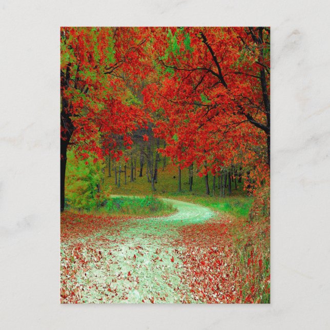 ROAD FOREST TREES BOTANICAL NATURE LANDSCAPE  POSTCARD (Front)