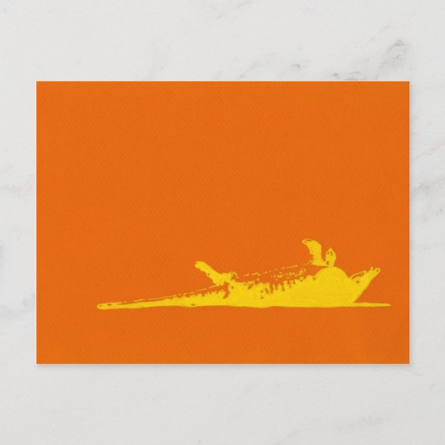 ROAD KILL ARMADILLO POSTCARD (Front)