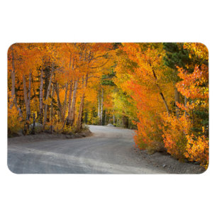Road Through Autumn Aspens Magnet