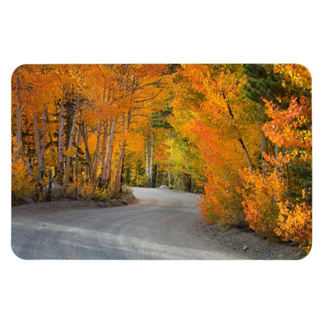 Road Through Autumn Aspens Magnet (Horizontal)