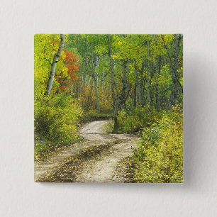 Road with autumn colours and aspens in Kebler 15 Cm Square Badge