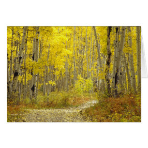 Road with autumn colours and aspens in Kebler 2