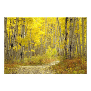 Road with autumn colours and aspens in Kebler 2 Photo Print