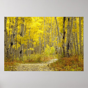 Road with autumn colours and aspens in Kebler 2 Poster