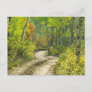 Road with autumn colours and aspens in Kebler Postcard