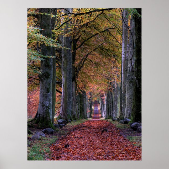 ROAD WITH FALLING LEAVES IN BETWEEN OF TREES POSTER (Front)