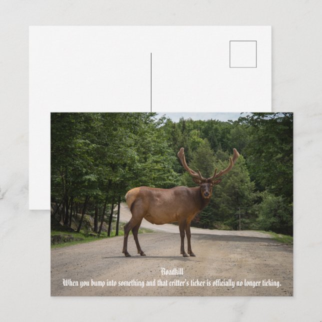 Roadkill  postcard (Front/Back)