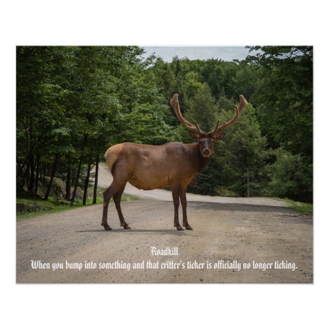 Roadkill  poster (Front)