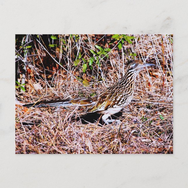 Roadrunner Bird Postcard (Front)