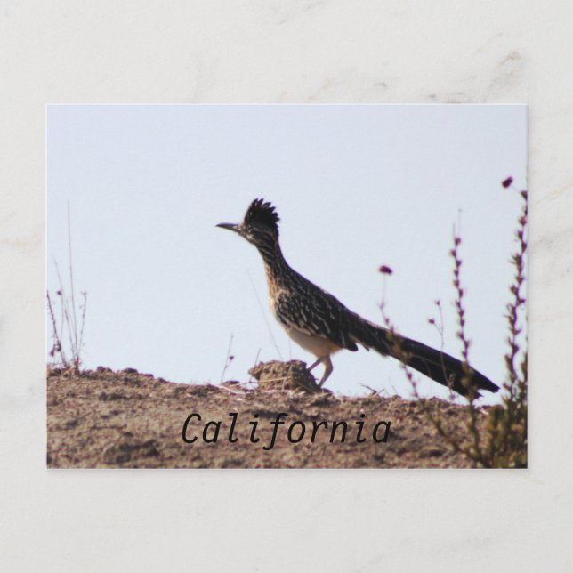 RoadRunner California postcard (Front)
