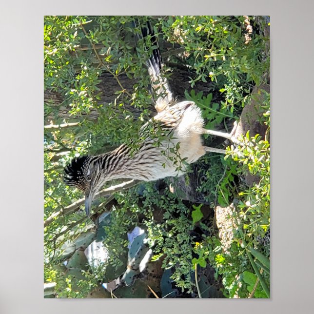 Roadrunner in Arizona Landscape Poster (Front)